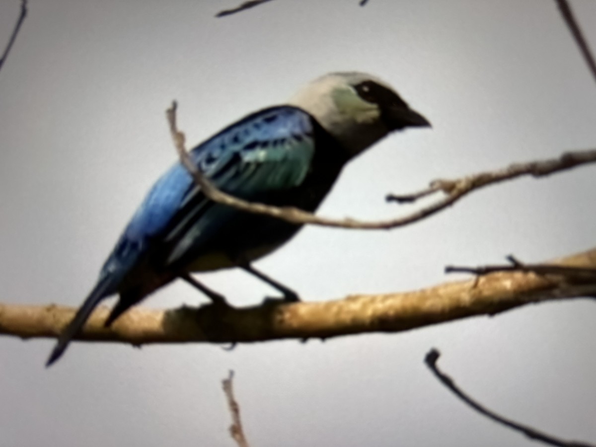 Masked Tanager - ML623262749