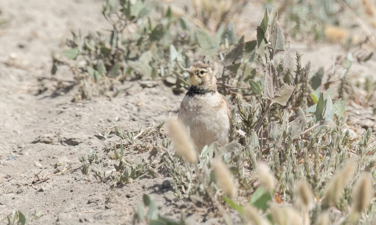 Horned Lark (Western rufous Group) - ML623262787