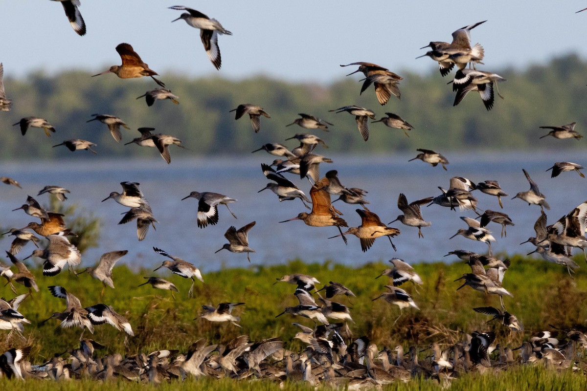 Marbled Godwit - Lucas Pittman