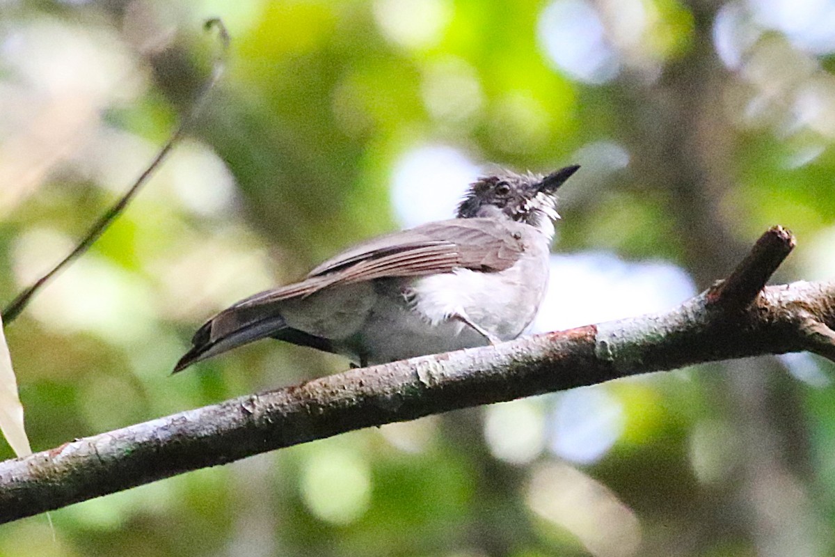 Cinereous Bulbul (Cinereous) - ML623262879