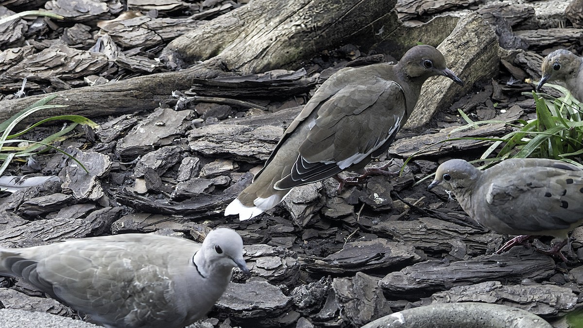 White-winged Dove - ML623262905