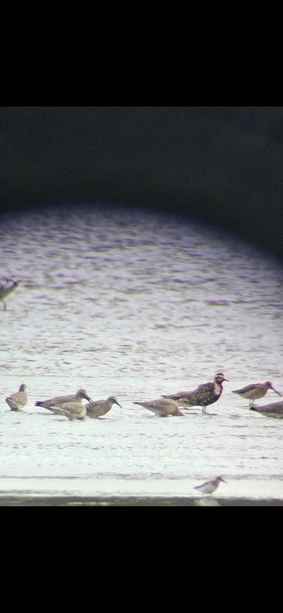 American Golden-Plover - ML623262909