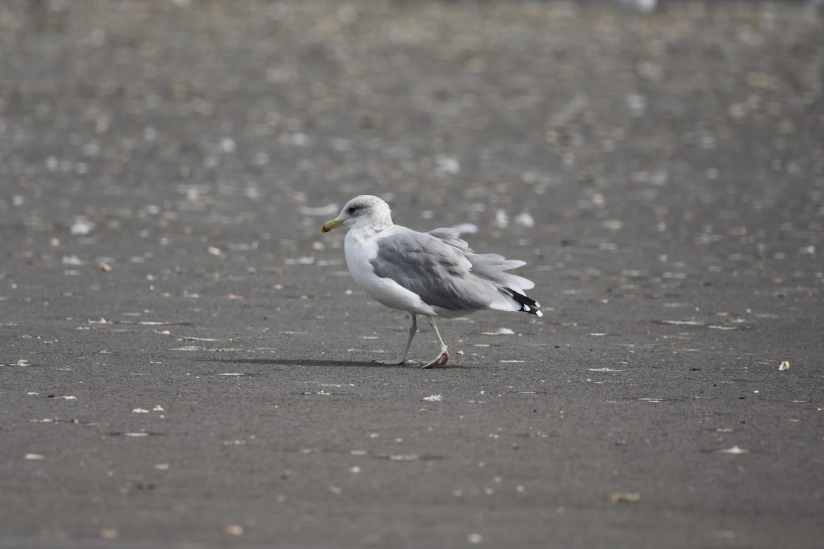 California Gull - ML623262918