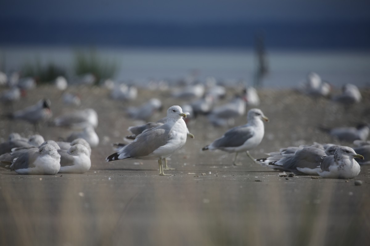 California Gull - ML623262919