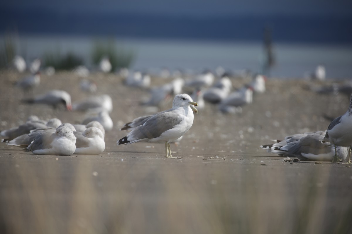 California Gull - ML623262920