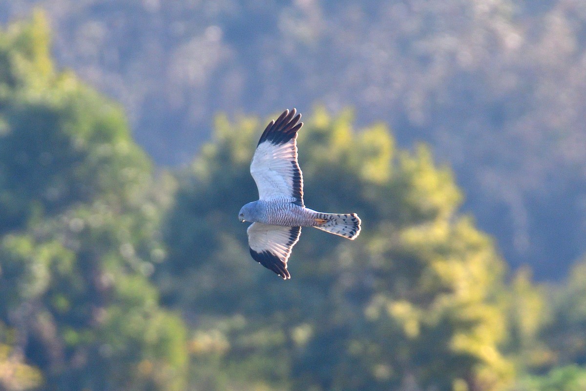 Cinereous Harrier - ML623262926