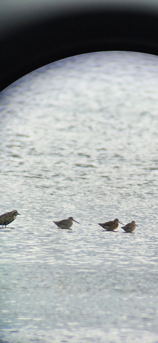 Short-billed Dowitcher - ML623262945