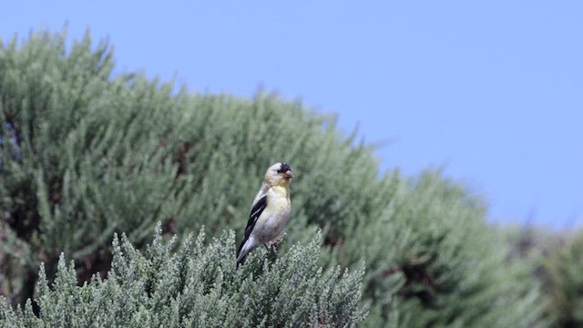 American Goldfinch - ML623263009