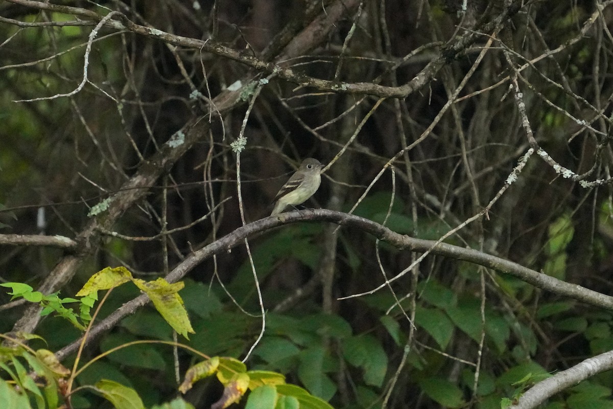 Least Flycatcher - ML623263021
