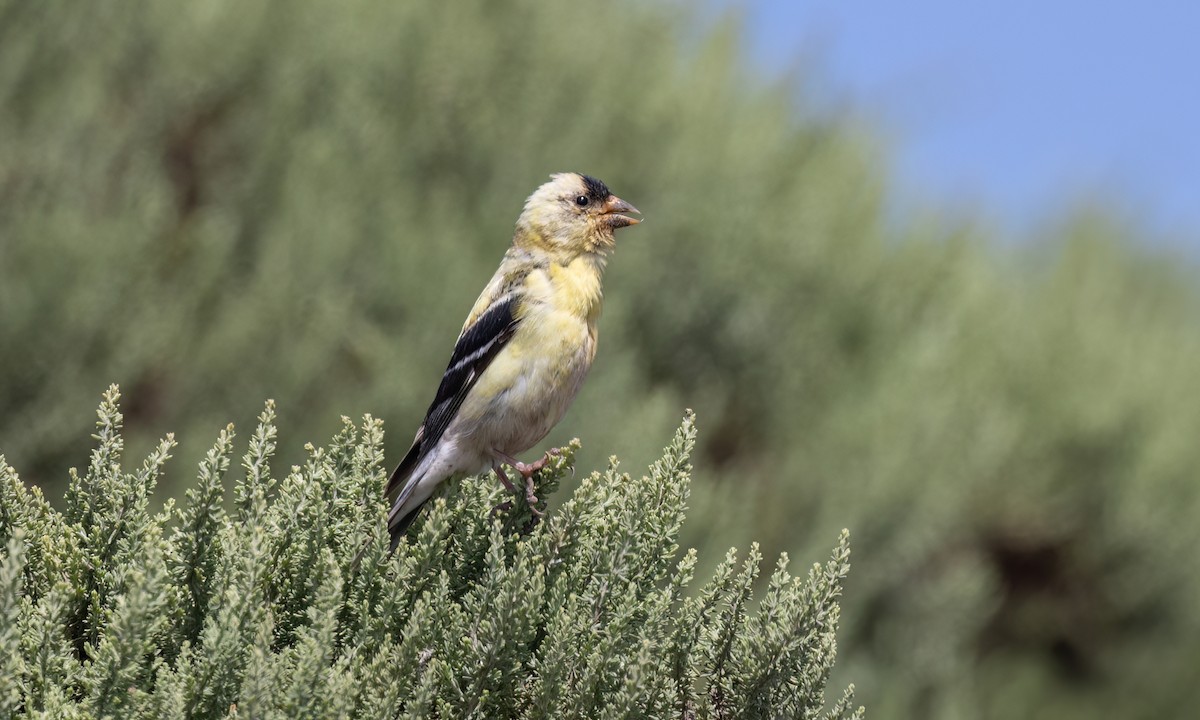 American Goldfinch - ML623263023