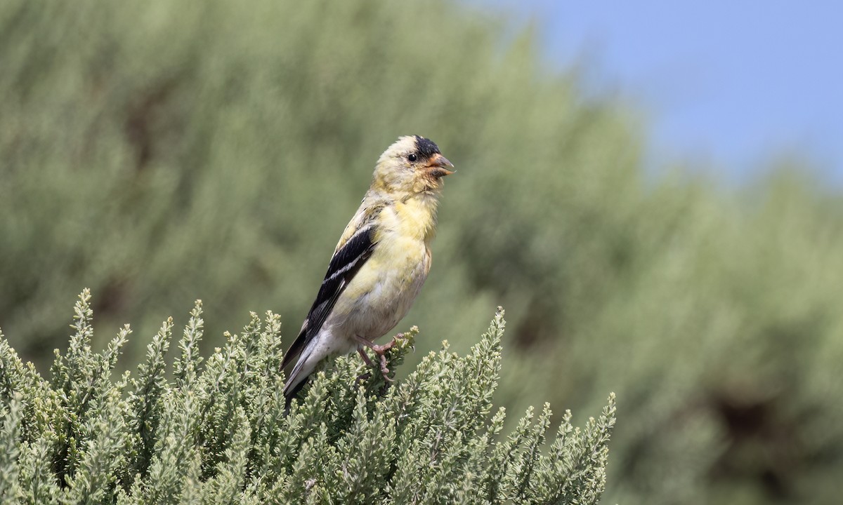 American Goldfinch - ML623263024