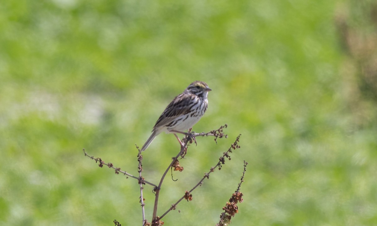 Savannah Sparrow (Savannah) - ML623263078