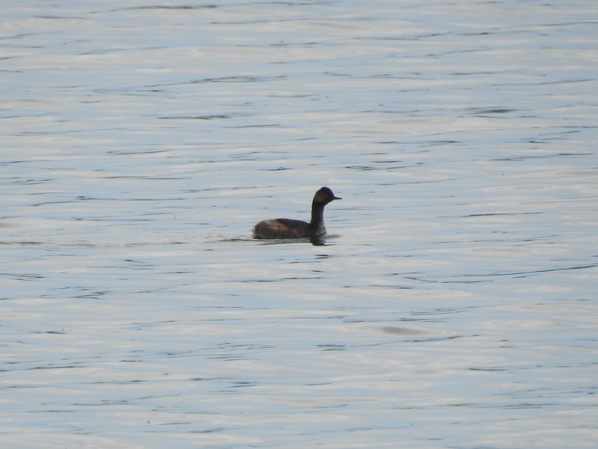 Eared Grebe - ML623263108