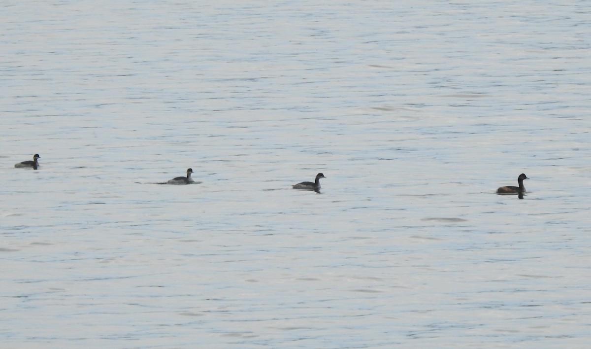 Eared Grebe - ML623263109