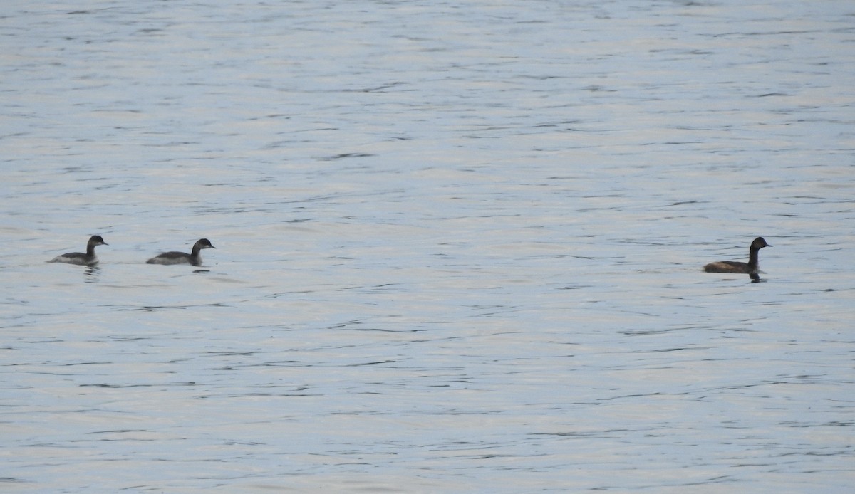 Eared Grebe - ML623263110