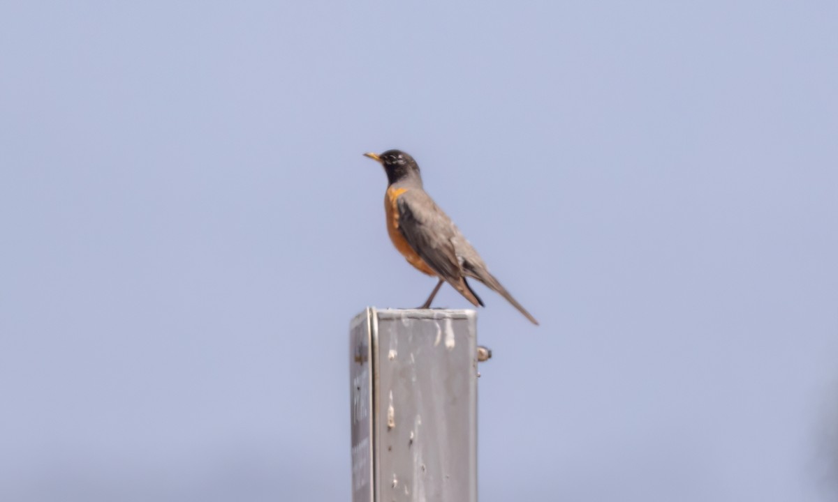 American Robin - ML623263128