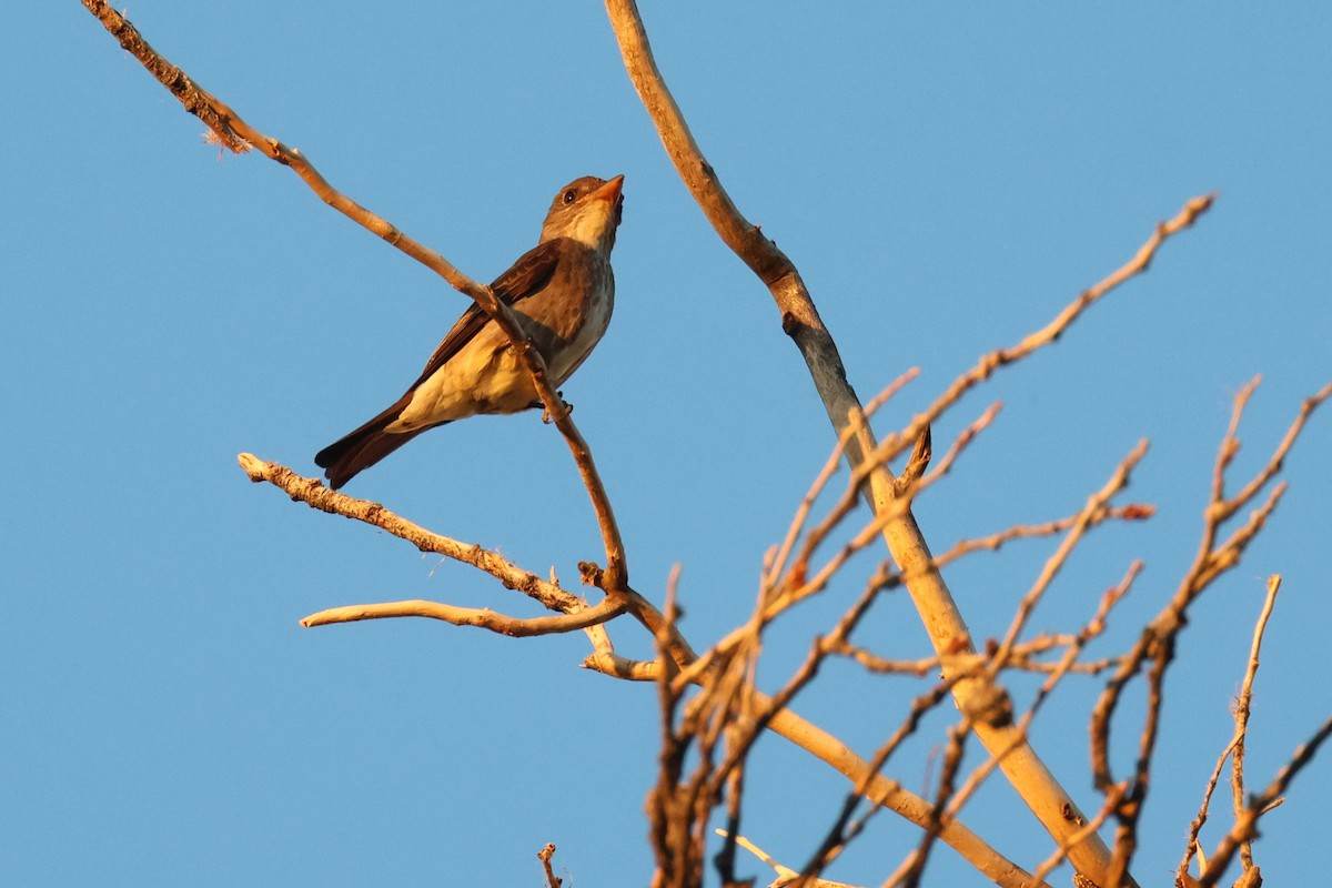 Olive-sided Flycatcher - ML623263133