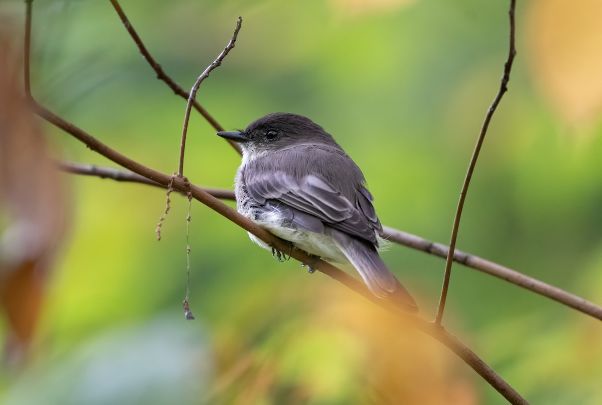 Eastern Phoebe - ML623263231
