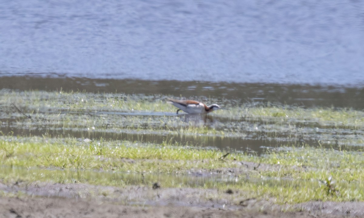 Wilson's Phalarope - ML623263235