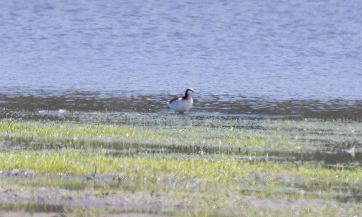 Wilson's Phalarope - ML623263236