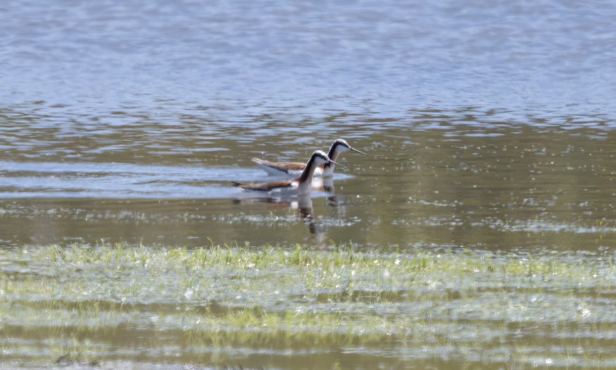 Wilson's Phalarope - Paul Fenwick