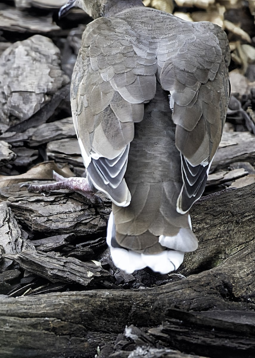 White-winged Dove - ML623263246
