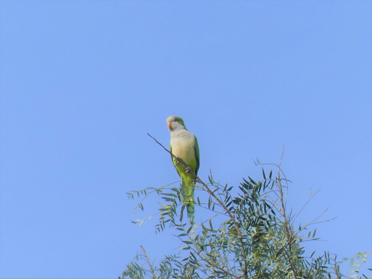 Monk Parakeet - ML623263262