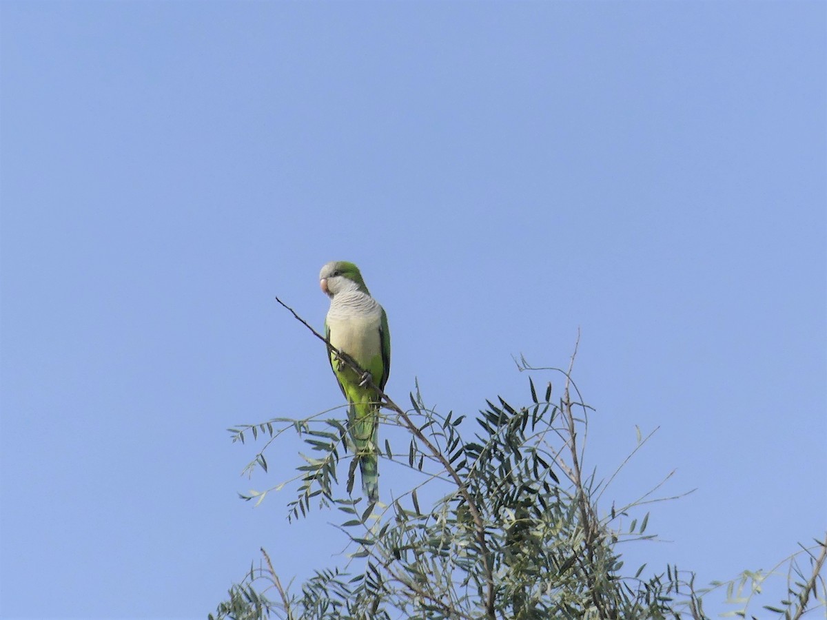 Monk Parakeet - Stephen Mitten