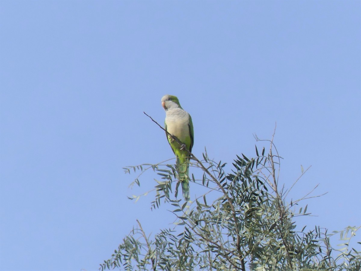 Monk Parakeet - ML623263265