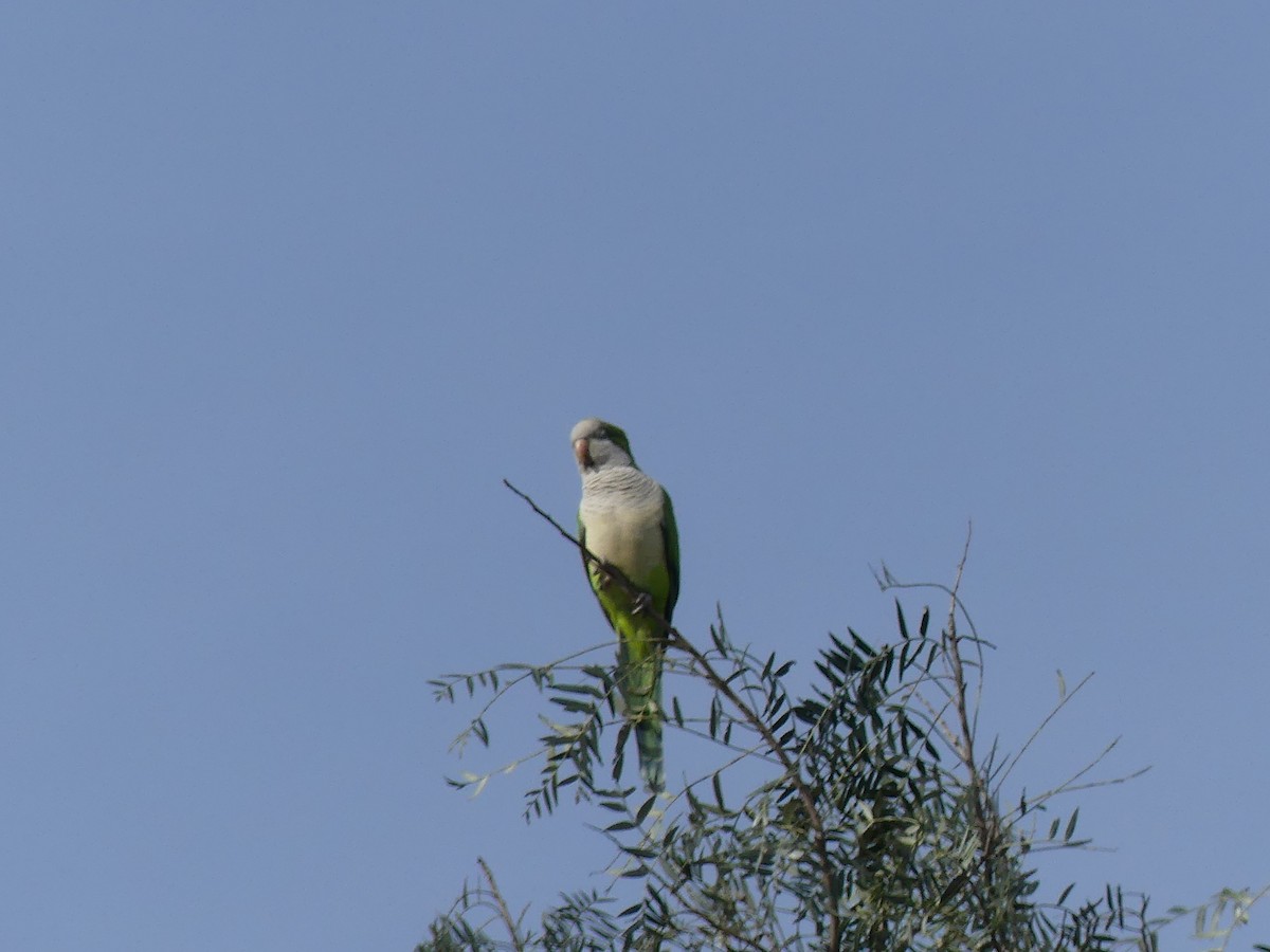 Monk Parakeet - ML623263266