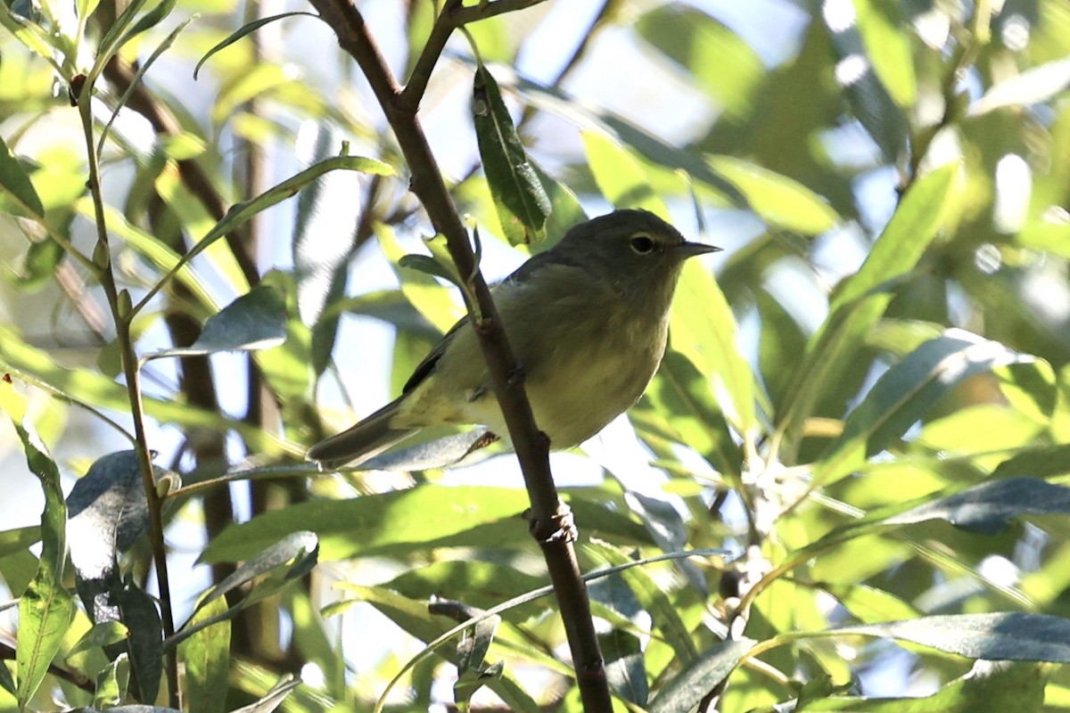 Orange-crowned Warbler - ML623263284