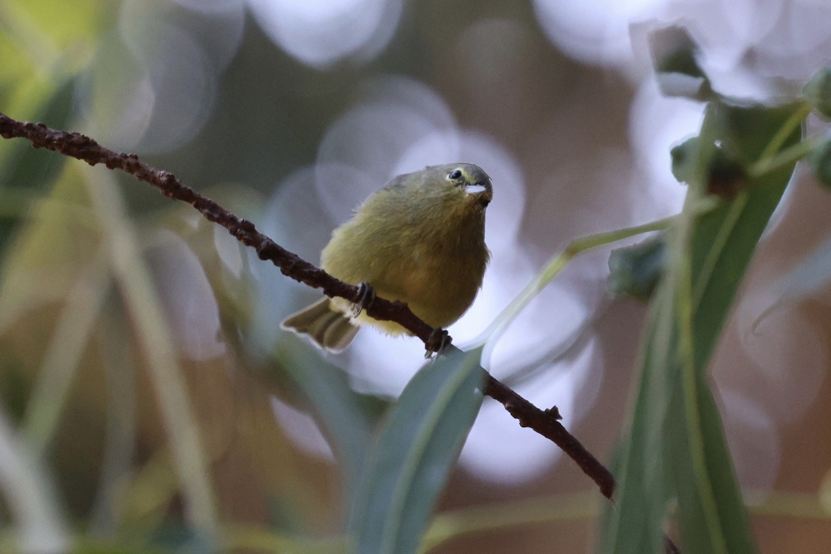 Orange-crowned Warbler - ML623263285