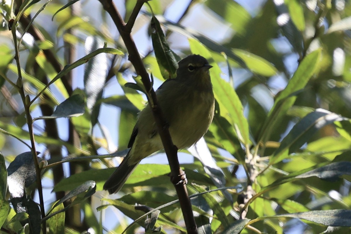 Orange-crowned Warbler - ML623263286