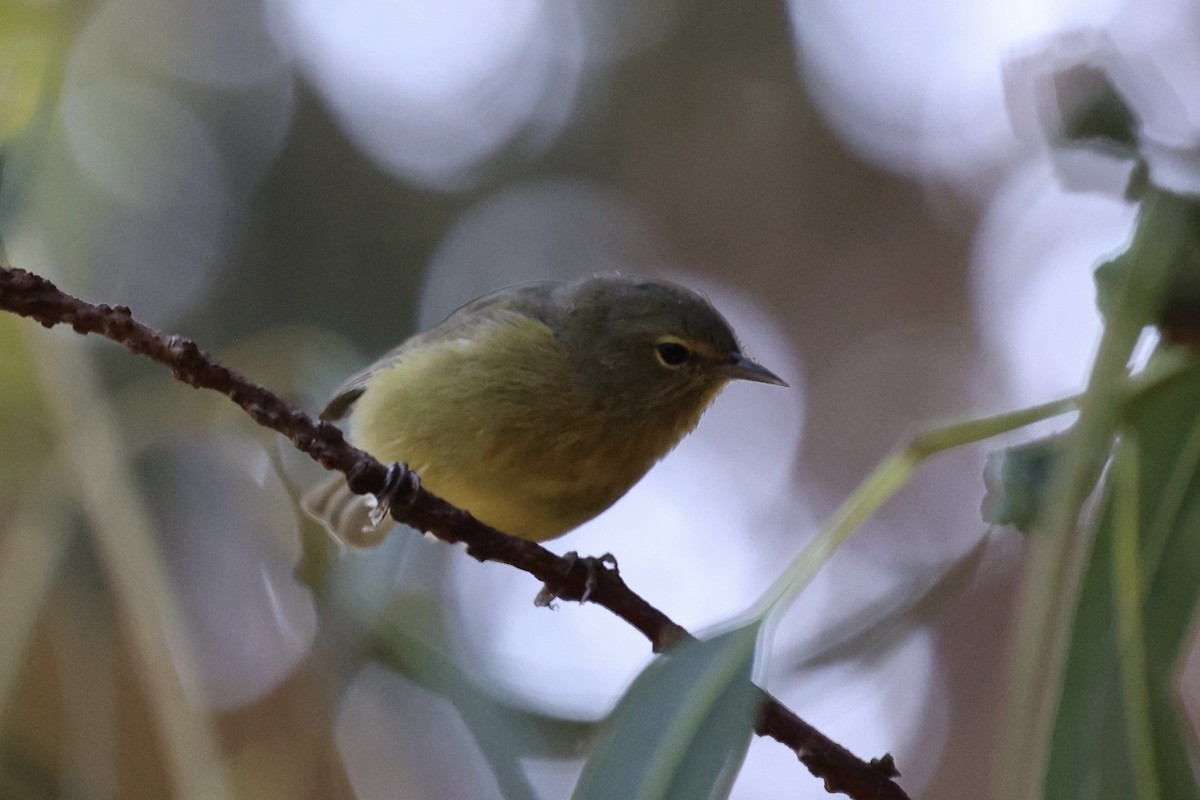 Orange-crowned Warbler - ML623263287