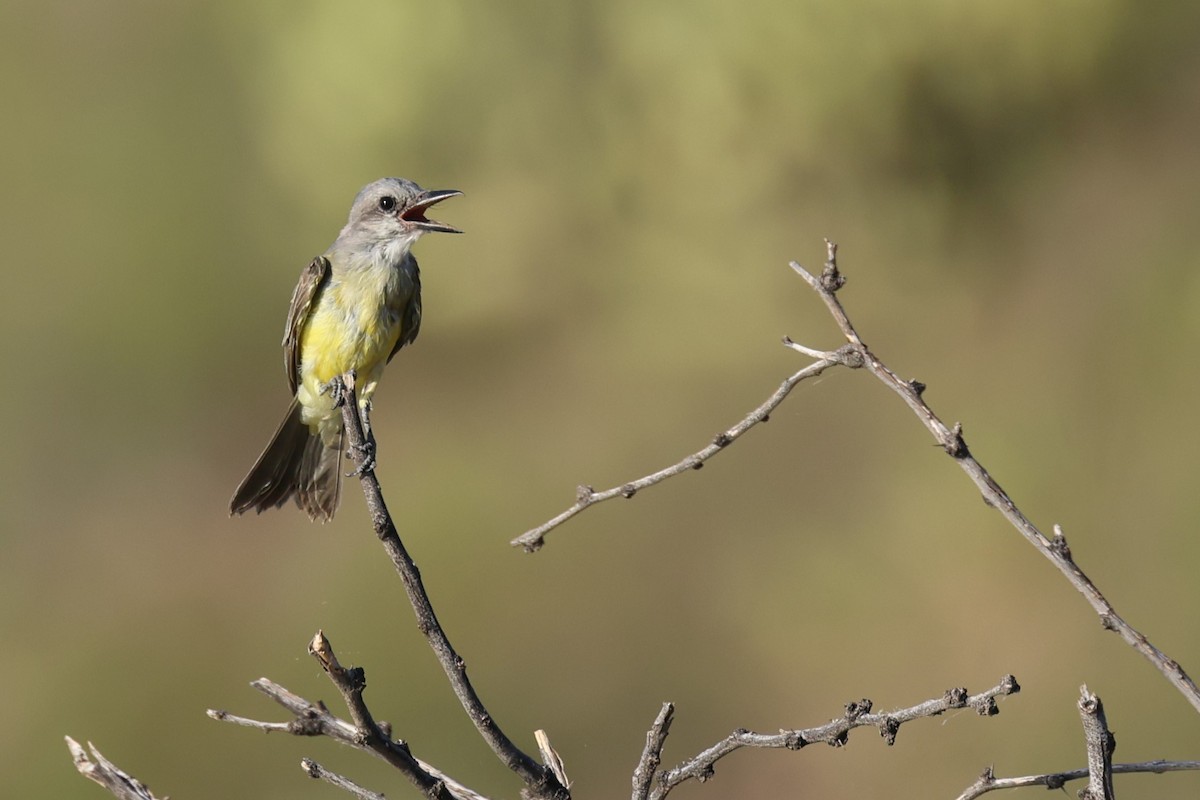 Tropical Kingbird - ML623263295