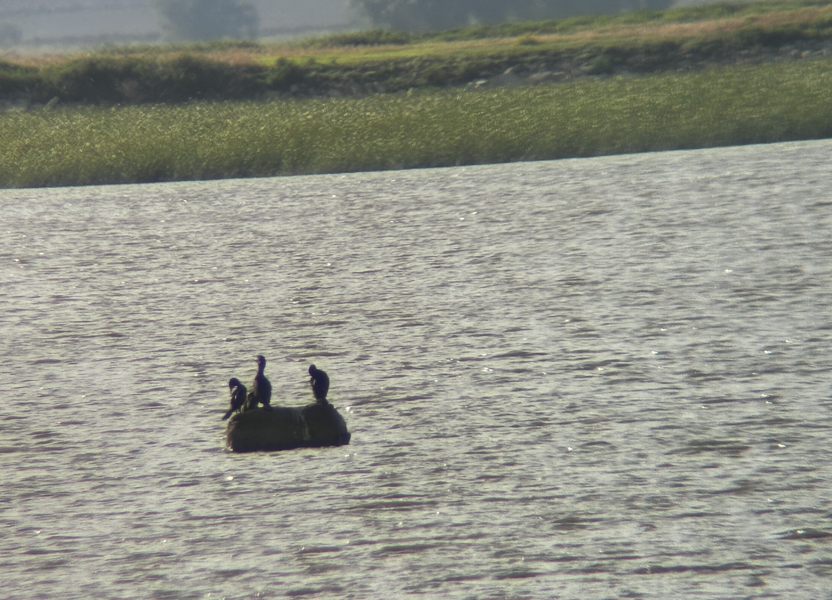 Neotropic Cormorant - ML623263301