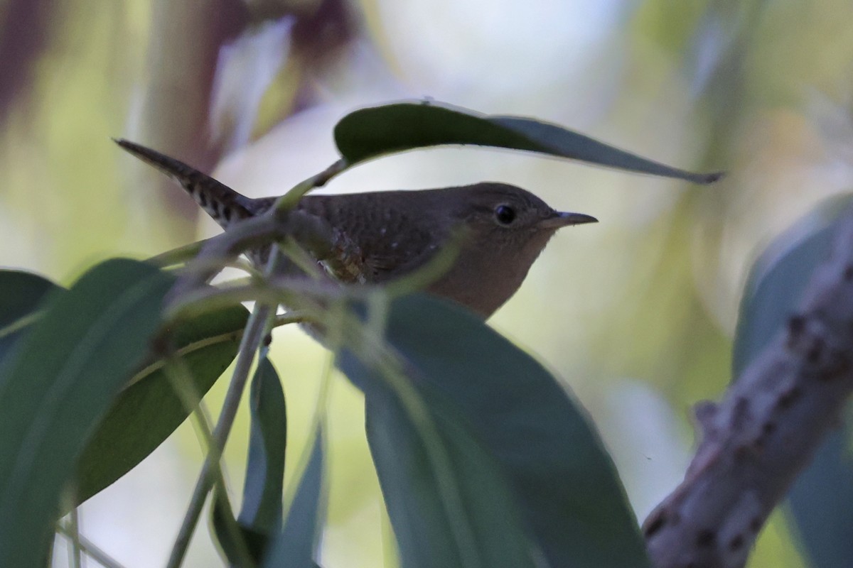 Northern House Wren - ML623263303