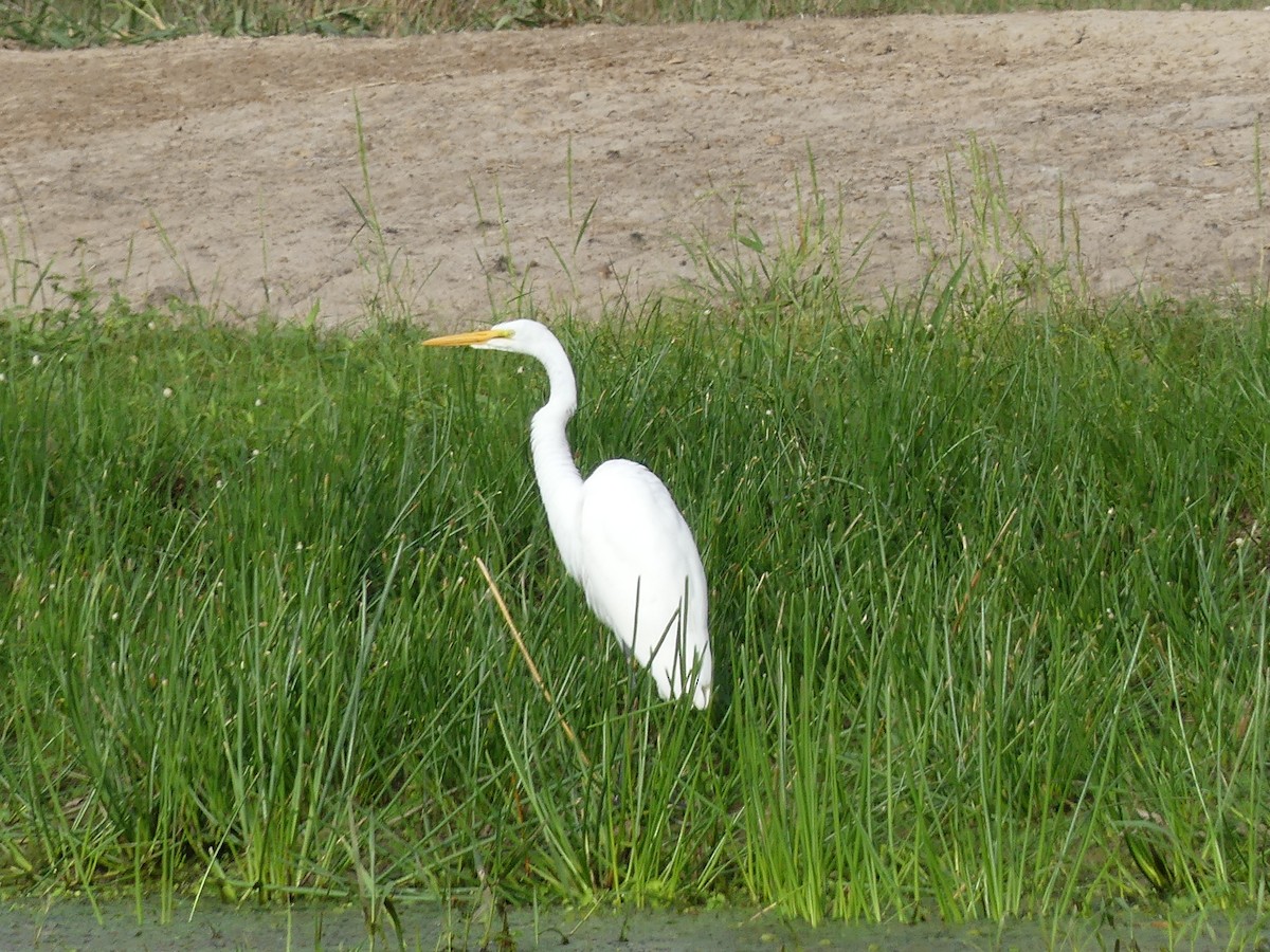 Great Egret - ML623263319