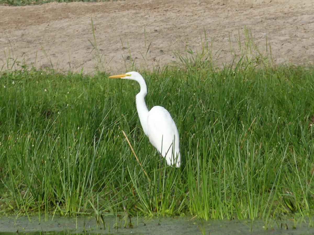 Great Egret - ML623263321