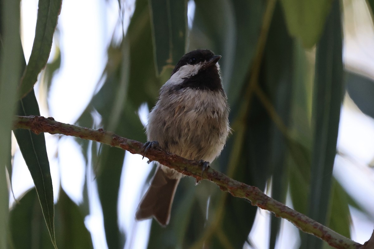 Chestnut-backed Chickadee - ML623263323