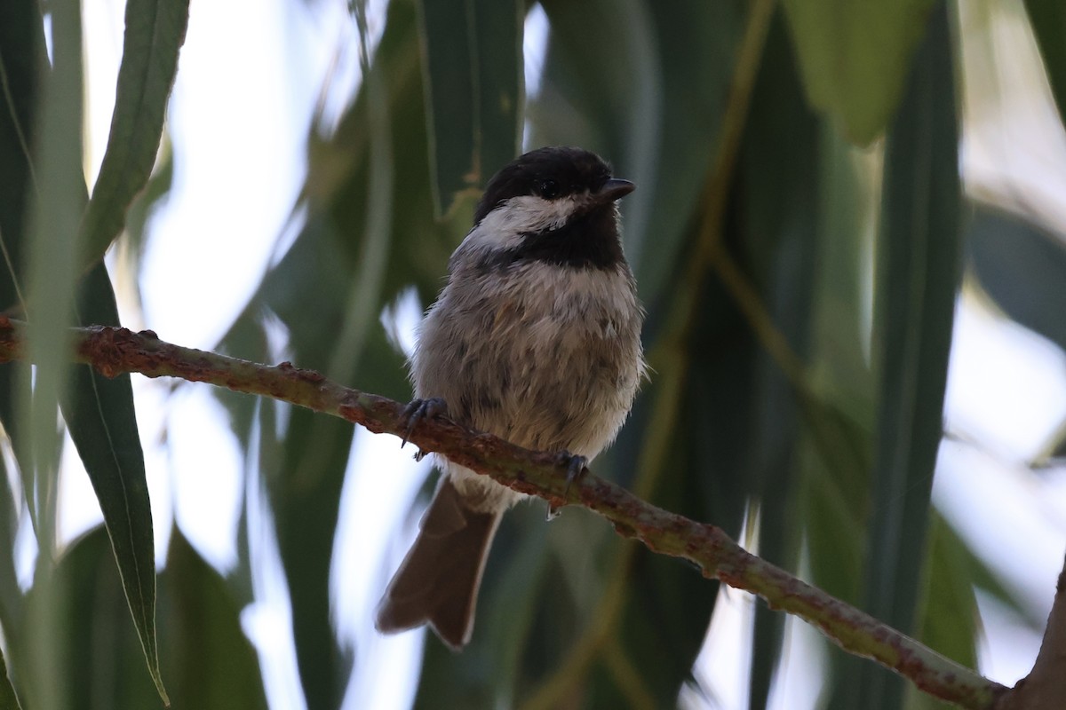 Chestnut-backed Chickadee - ML623263327