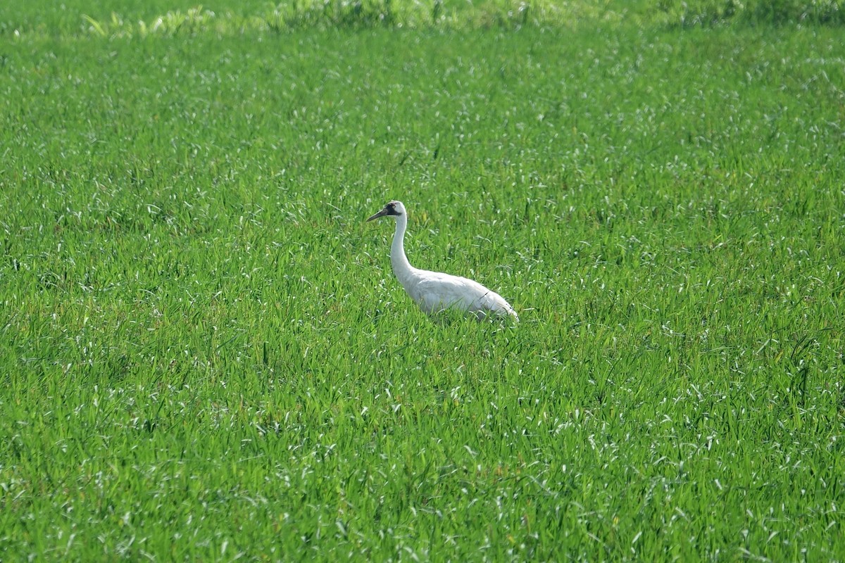 Whooping Crane - ML623263352