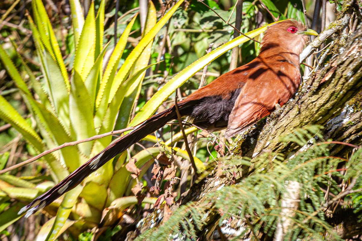 Squirrel Cuckoo - ML623263358