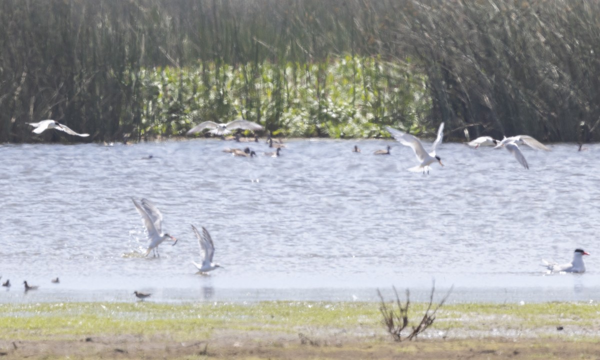 Forster's Tern - ML623263374