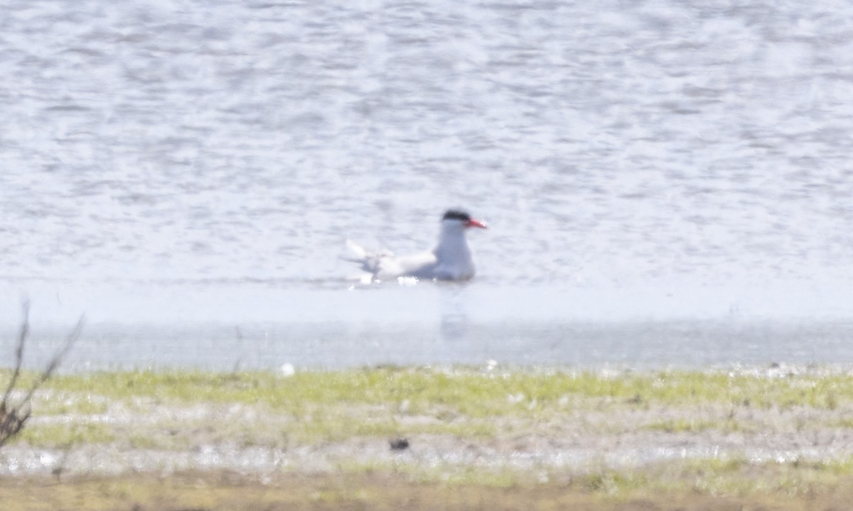 Caspian Tern - ML623263389