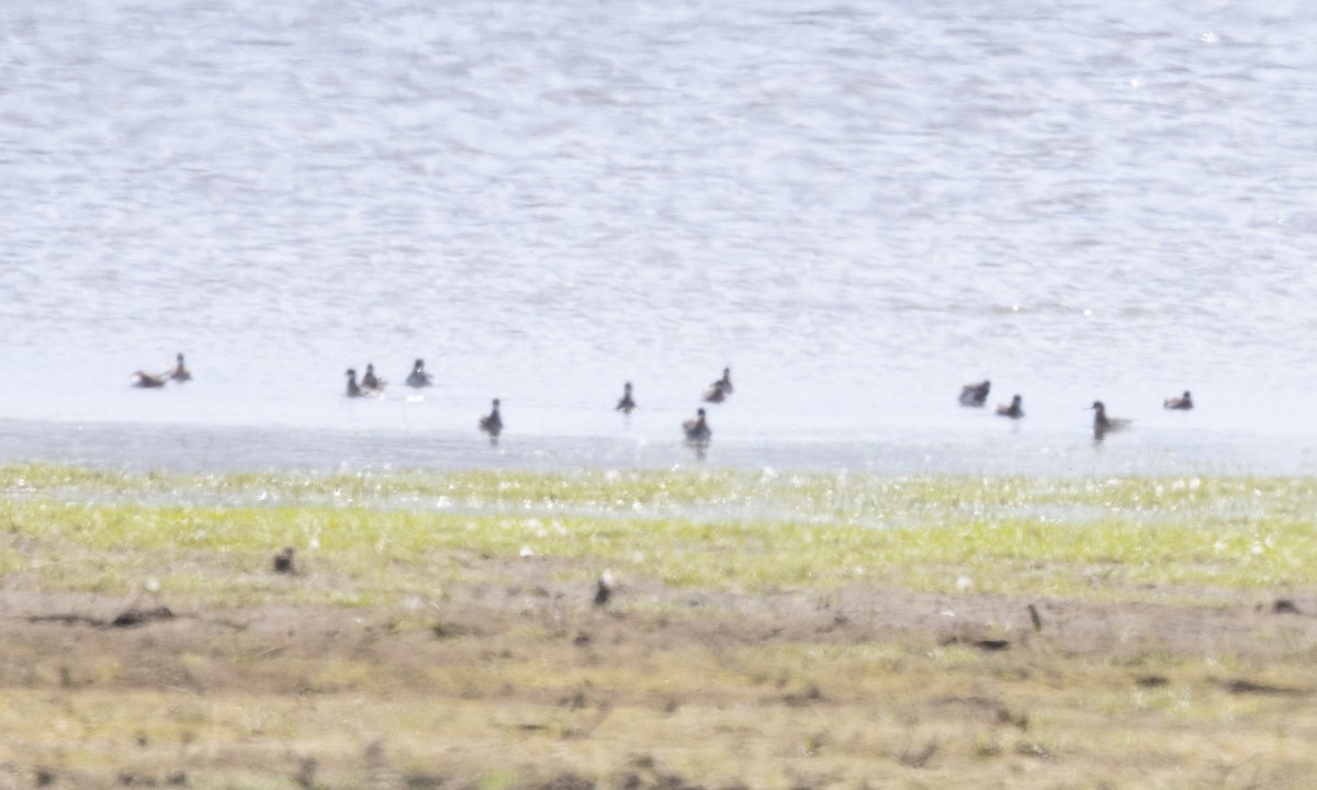 Red-necked Phalarope - ML623263397