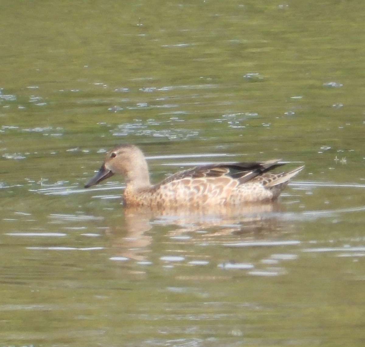 Blue-winged Teal - Xina Jones