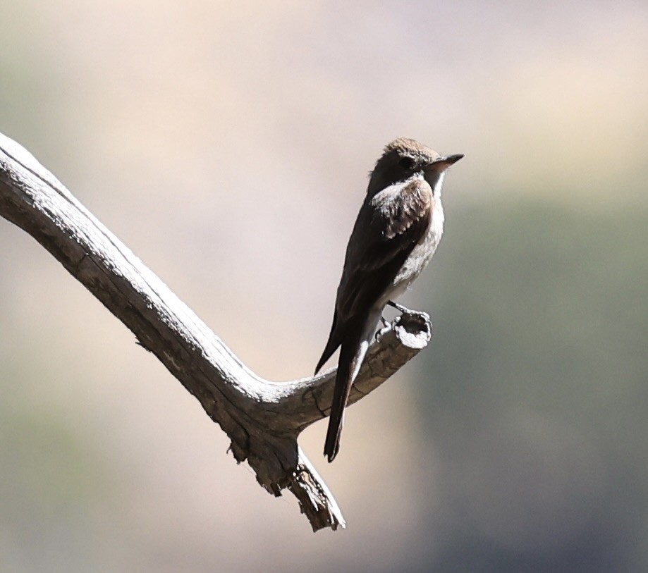 Western Wood-Pewee - ML623263482
