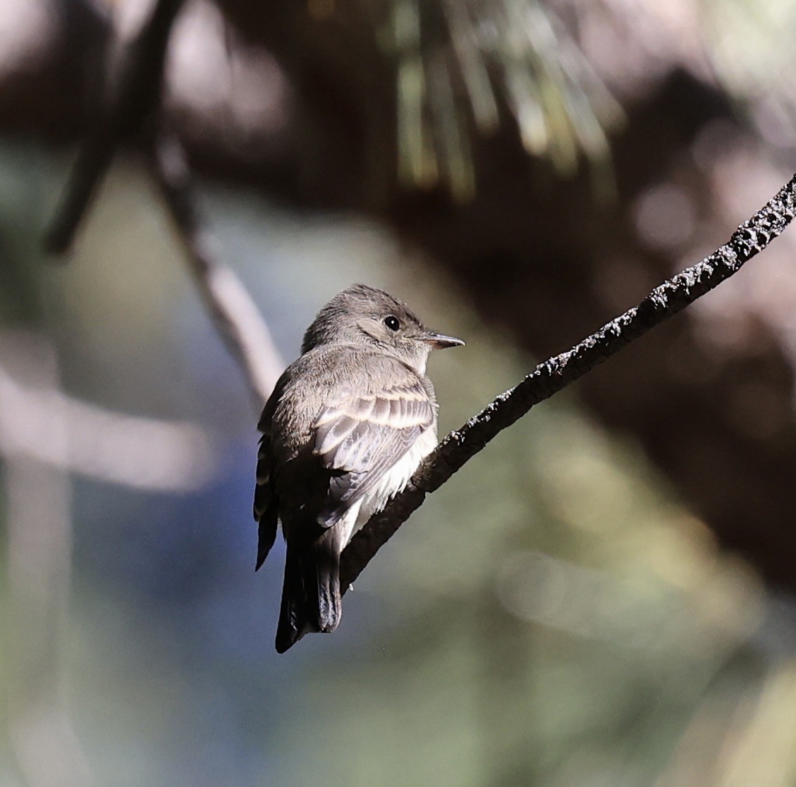 Western Wood-Pewee - ML623263483