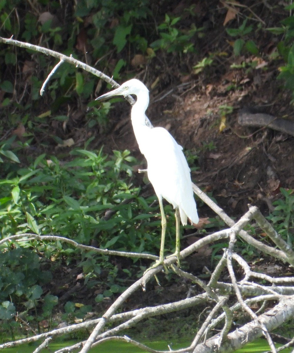 Little Blue Heron - Xina Jones